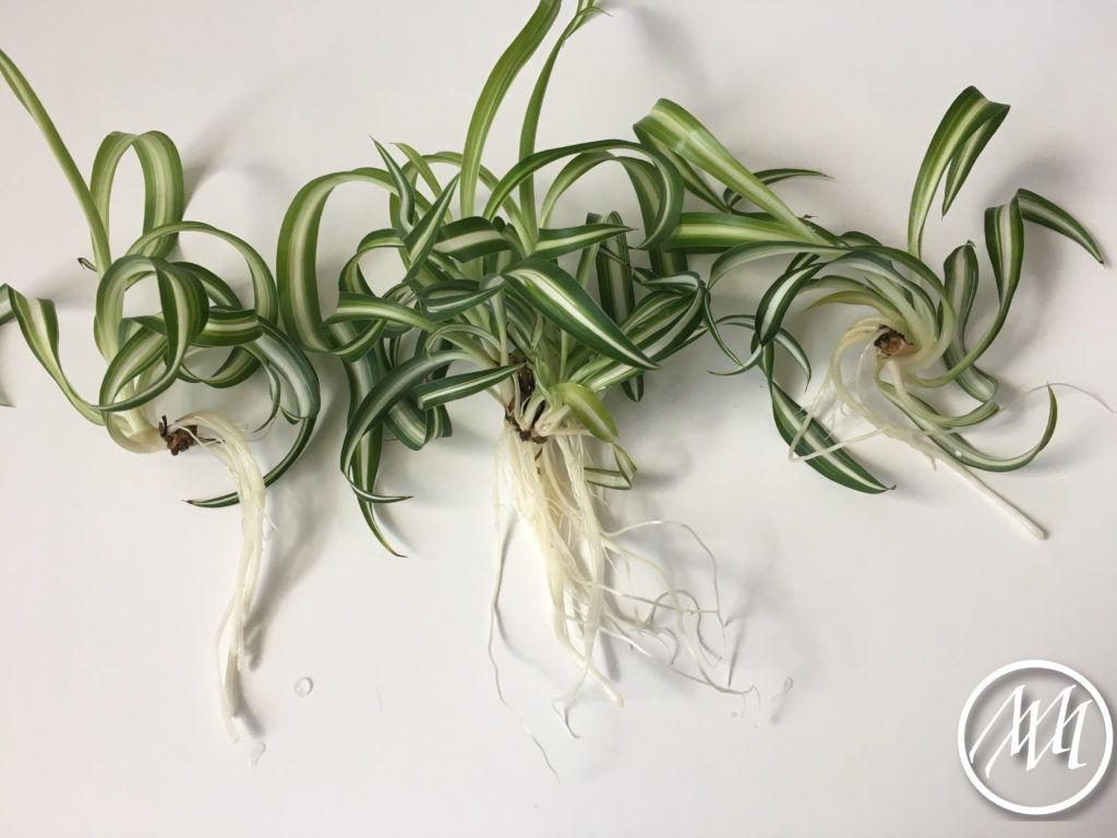 grow-a-spider-plant-from-a-cutting-michaeli-marler