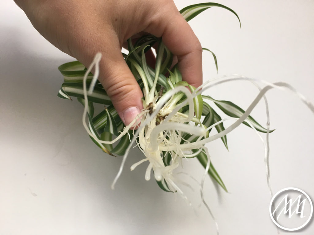 Grow A Spider Plant From A Cutting Michaeli Marler