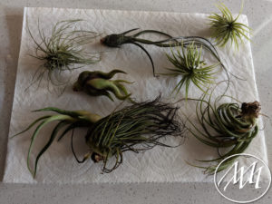letting air plants dry on paper towel