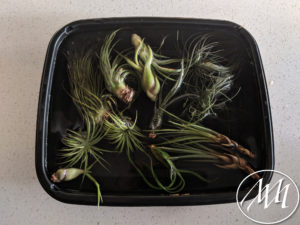Reviving air plants by soaking in water